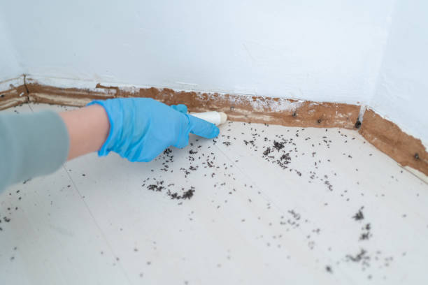 Reliable Maple Valley, WA Pest Control Solutions
